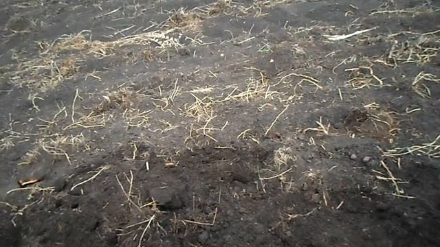 коп монет на поле и лугу* поиск новых мест для копа смотреть онлайн