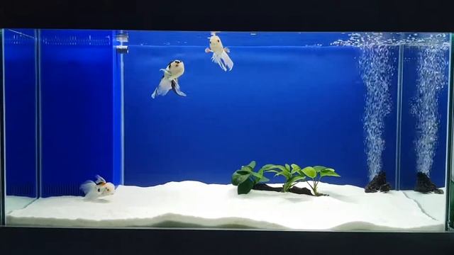 Carassius auratus (Japon Balığı) Aquarium смотреть онлайн