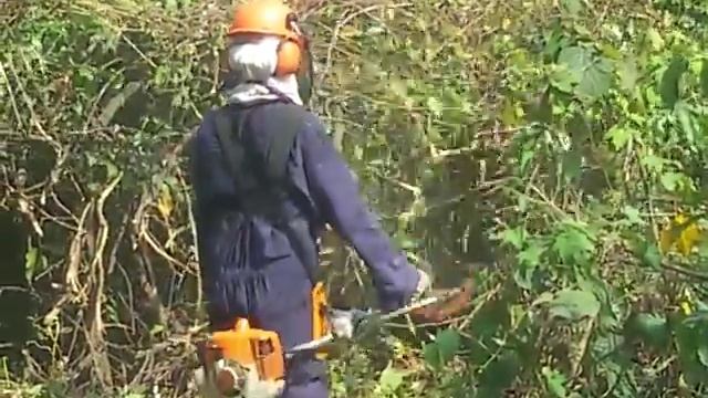 brushdestructor blade clearing a huge fallen mango tree смотреть онлайн