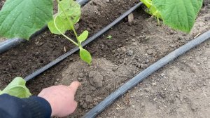 Высадка огурца в теплицы зимой.