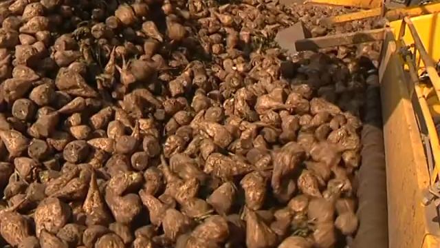 Курские аграрии убирают сахарную свеклу смотреть онлайн