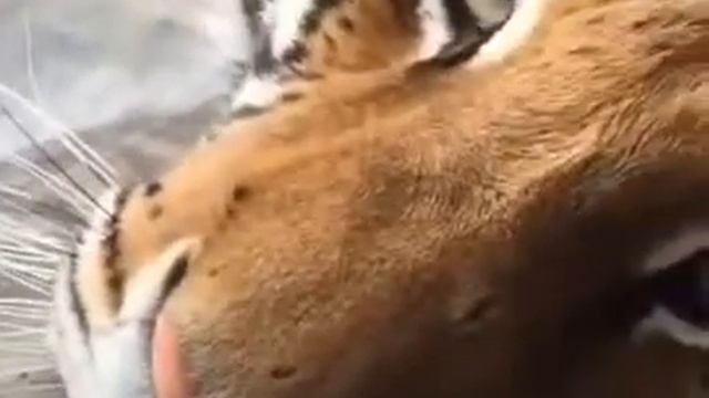 Purring Tiger/Мурлыканье тигра