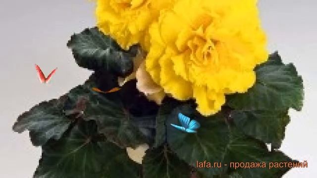 Бегония вечноцветущая Еллоу ? вечноцветущая бегония Еллоу обзор: как сажать, семена бегонии Еллоу смотреть онлайн