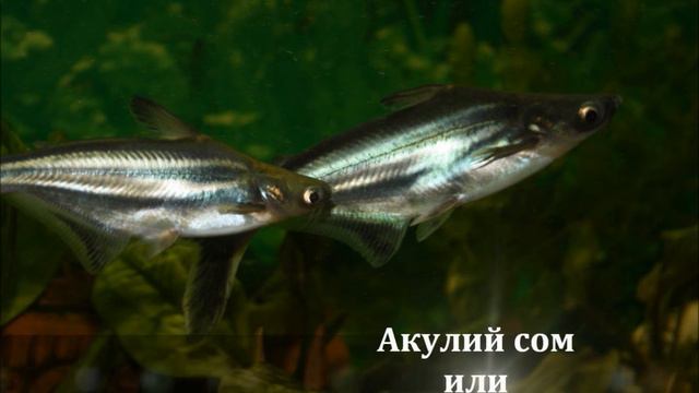Обитатели аквариума смотреть онлайн