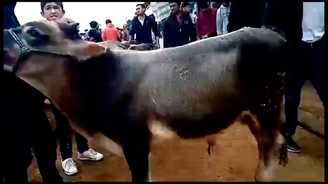 Молбозори Ҳоҷи Шариф Нархи Имрӯза 6 октябр 2023сол смотреть онлайн