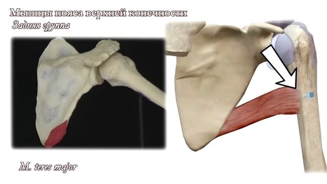 M. teres major, большая круглая мышца смотреть онлайн