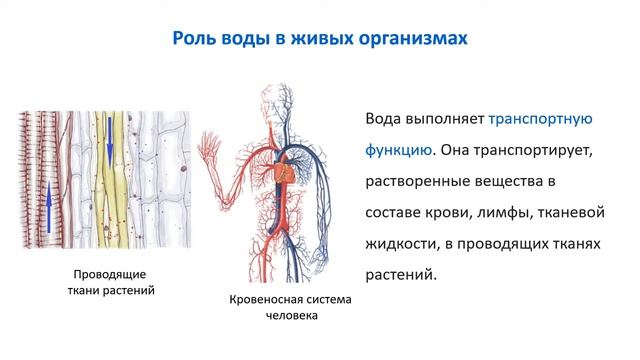 Тема 2. Химические соединения в живых организмах. Неорганические вещества смотреть онлайн