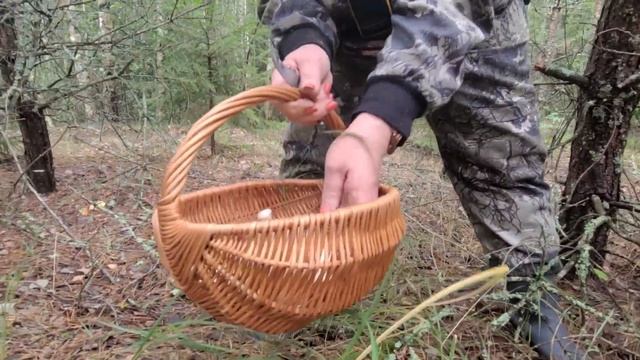 Секреты белорусского леса! Они массово вылазят после дождей! смотреть онлайн