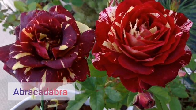 ABRACADABRA ROSE Plant Floribunda Discovered By KORDES 2001 Thornless Variegated Yellow Red Stripes