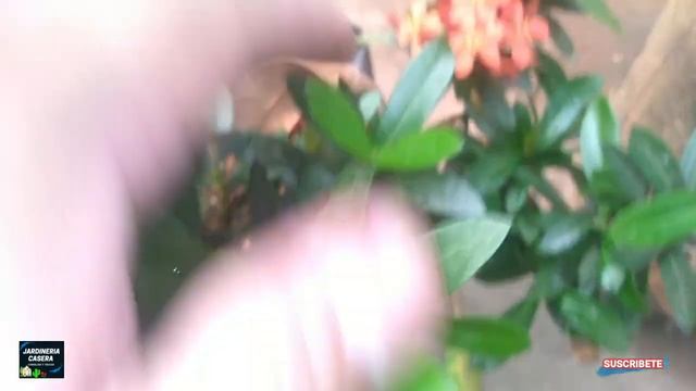 CUIDADOS DE IXORA COCCINEA, COMO MATAR PLAGAS DE IXORAS смотреть онлайн