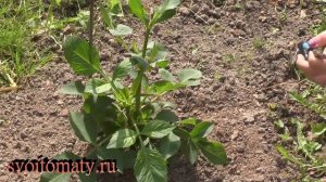 Формирование клубневых георгинов