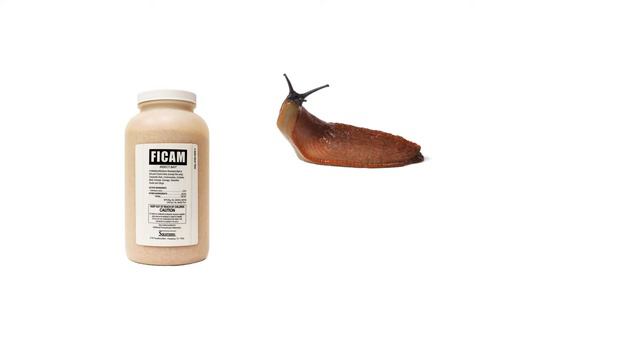 How to Get Rid of Slugs (4 Easy Steps) смотреть онлайн