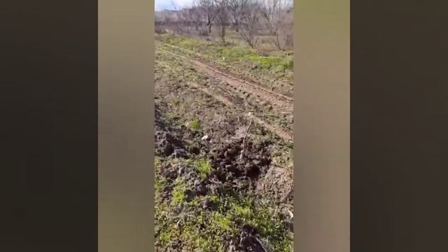 Chandler ceviz Gübreleme-walnut fertilization #chandler #cevizağacı#elmatv#грецкий орех смотреть онлайн