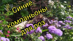 Синие компаньоны для роз.