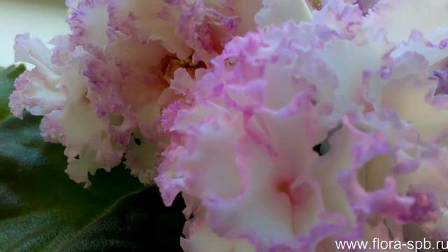 Фиалка Фея. Цветы в СПб. смотреть онлайн