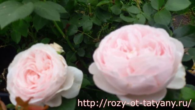 Роза флорибунда "Герцогиня Кристиана/Herzogin Chistiana" - Питомник роз от Татьяны смотреть онлайн