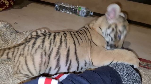 Тигренок Камри играет, новости по леопарду и пуме/Camry tiger cub plays, leopard and cougar news смотреть онлайн