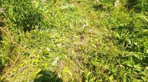 Диск от БОЛГАРКИ на триммер!!!