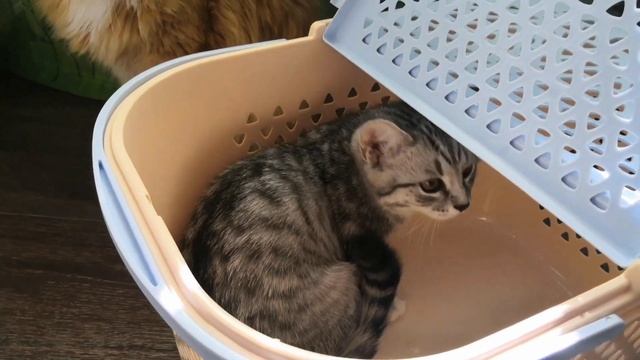 Переноска для кота, рассказываю в чем плюсы переноски корзинки смотреть онлайн