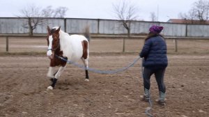 Осаживание по Методу | Как научить лошадь осаживанию