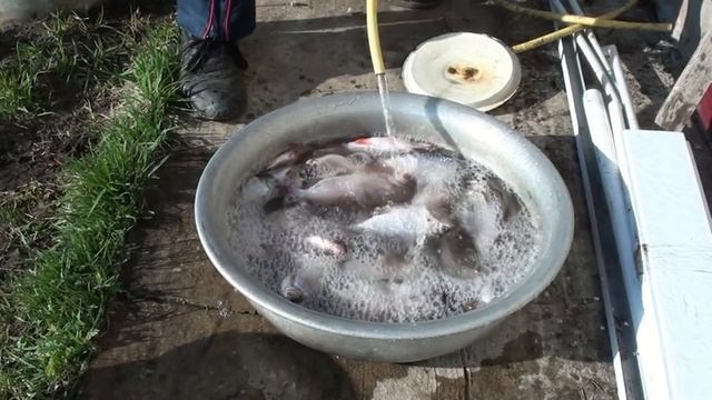 Вялим весеннюю рыбу!!! смотреть онлайн