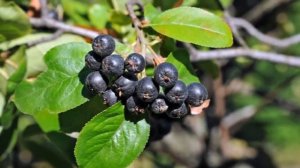 Выращивание Аронии как бизнес идея