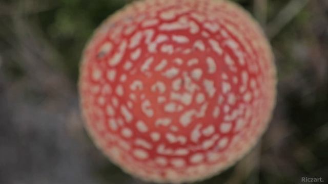 AMANITA MUSCARIA | DOLINA BARYCZY смотреть онлайн