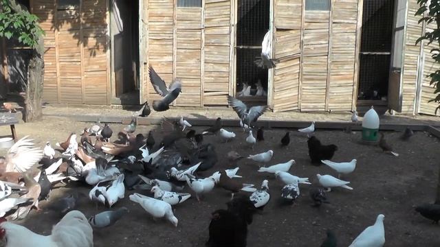 Внимание ! С какой целью я проращиваю зерно ? смотреть онлайн