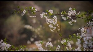 Песняры — За полчаса до весны
