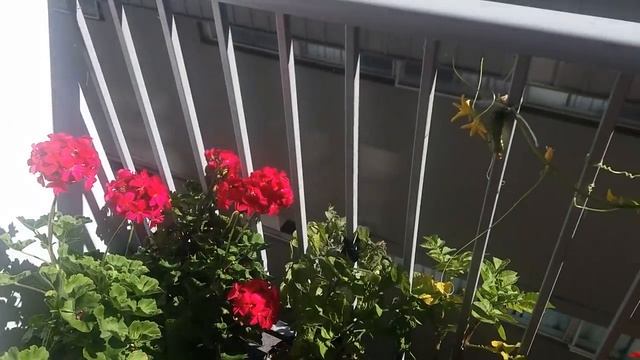 МОЙ ЗАВТРАК, ОГОРОДИК на БАЛКОНЕ и ЛАЗУРНОЕ НЕБО в НОВОЙ ЗЕЛАНДИИ смотреть онлайн