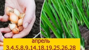Когда сажать лук севок весной по лунному календарю. Идеальные сроки посадки лука.