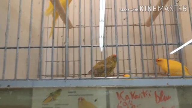 🇲🇫Открыли границу с Францией 🇧🇪 Поездка за покупками во Францию 🇫🇷 Обзор магазина JardiZoo 🐠 смотреть онлайн