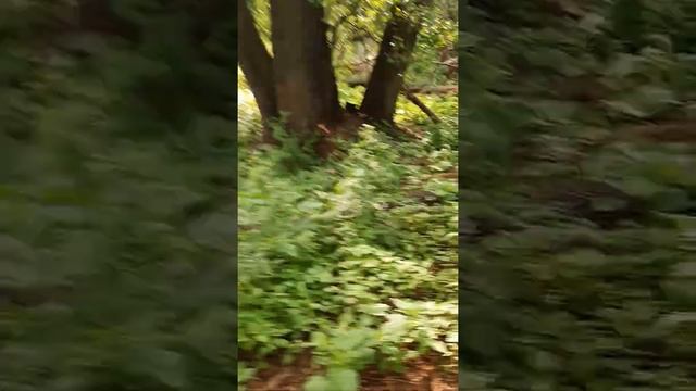 Сомов родник у села Березовка Руднянского района Волгоградской области (запись 24.05.2021) смотреть онлайн