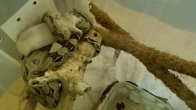 Удав Саймон обедает..Новокузнецк.Цихлиды и пираньи смотреть онлайн