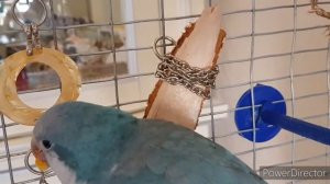 ИДЕИ ИГРУШЕК ДЛЯ ПОПУГАЕВ СВОИМИ РУКАМИ!