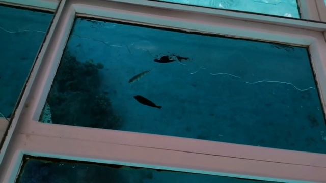 ЛЮБИМЫЙ ШАРМ.. ФАНТАСТИЧЕСКОЕ КРАСНОЕ МОРЕ... ДУХ ЗАХВАТЫВАЕТ!!! 💥💥💥💥💥💥💥💥💥💥💥💥💥 смотреть онлайн