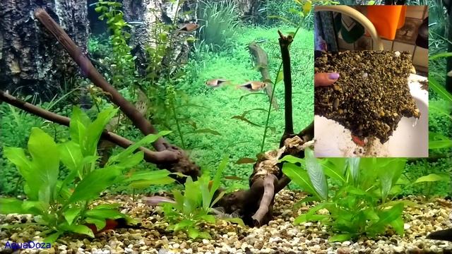 Когда нужно делать перезапуск аквариума? смотреть онлайн