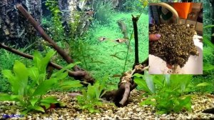 Когда нужно делать перезапуск аквариума?