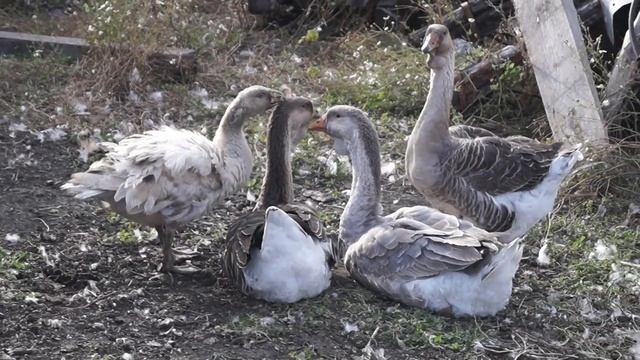 ТАМБОВ. В гостях у Александра. Увлеченного человека во всех смыслах#коллекция#голуби#фермер#russian смотреть онлайн