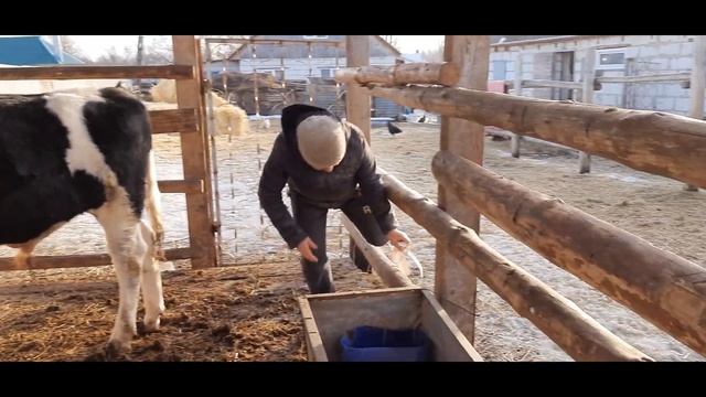 ПРИВЕСЫ БЫКОВ ЗА МЕСЯЦ! смотреть онлайн