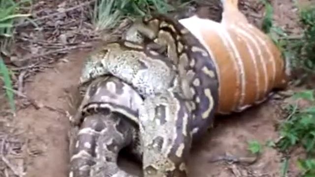 Python Swallowing Nyala | Real Video | Crazy Animal World смотреть онлайн