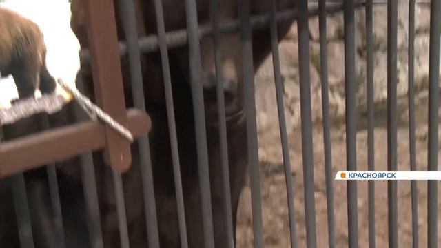 В красноярском зоопарке животных начали переводить в закрытые вольеры смотреть онлайн