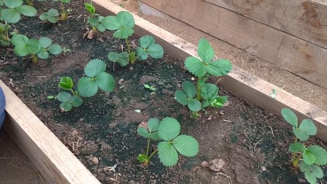 Клубника Альбион