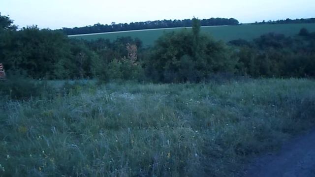 Побрызгали подсолнечник от вредителей смотреть онлайн