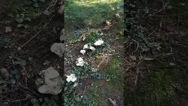 Ведьмин круг. Ежовик желтый. смотреть онлайн