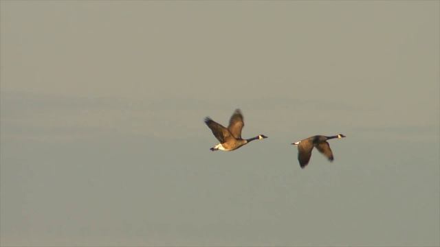 Waterfowl Migration смотреть онлайн