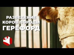 Разведение коров породы герефорд | Мясное животноводство