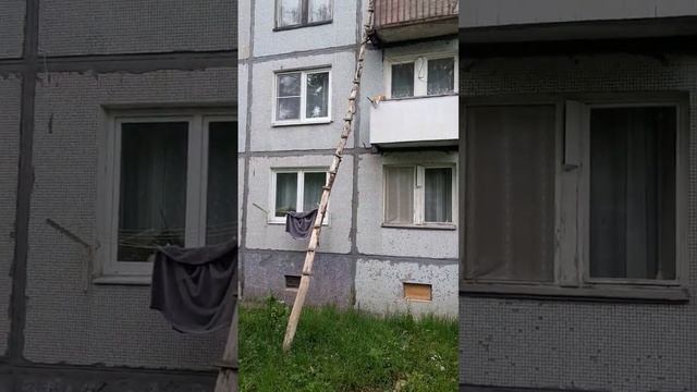 Лестница для кота. Посёлок в Подмосковье #деревня #кот #подмосковье #домашниеживотные смотреть онлайн