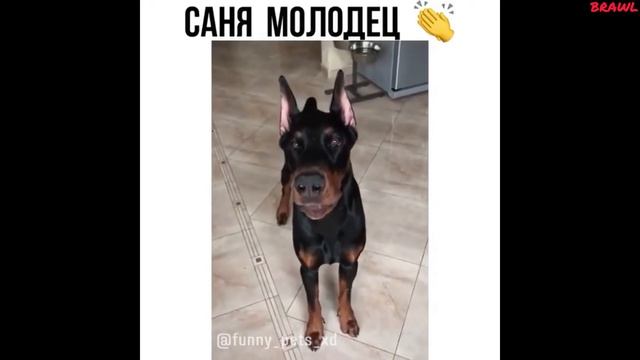 Лучшие 5 минут смеха// смеялся час/ ржач/ приколы смотреть онлайн