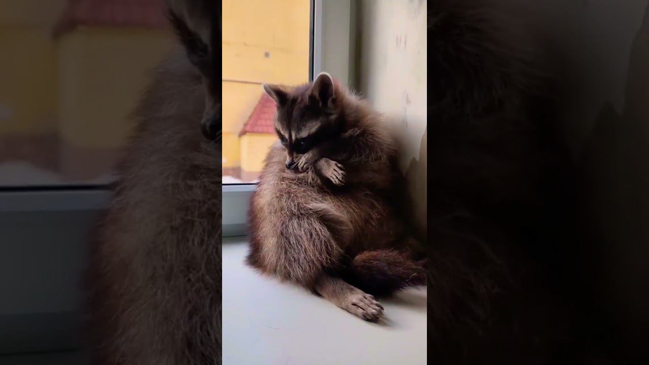 ▷Енотик прихорашевается◁ смотреть онлайн